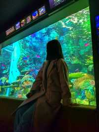 Sunshine Aquarium such a miracle!