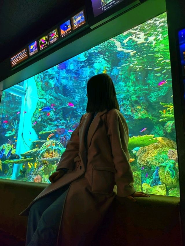 Sunshine Aquarium such a miracle!