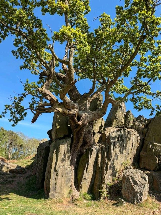 Bradgate Park