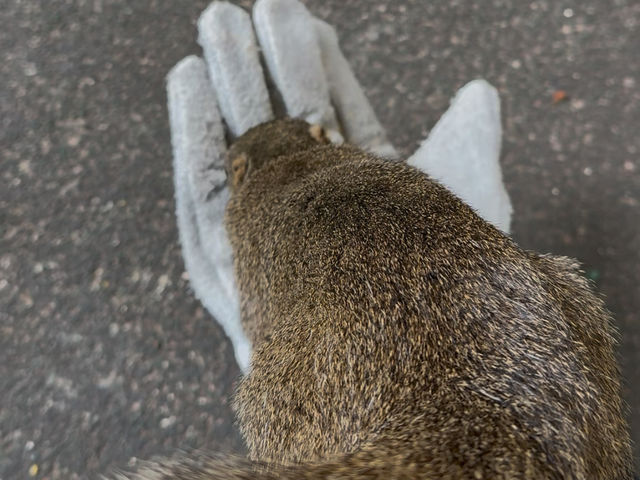 🐿️ ぎふ金華山リス村｜ロープウェー山頂でリスとふれあい体験！