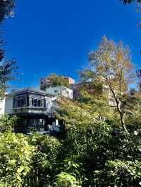 도심 속 단풍 정취🍁 신주쿠 교엔 가을 산책