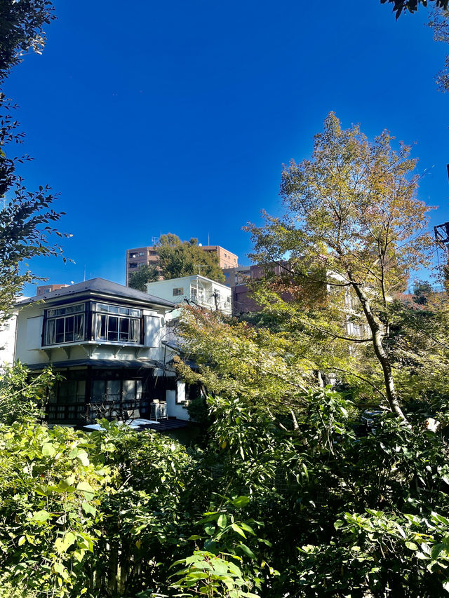 도심 속 단풍 정취🍁 신주쿠 교엔 가을 산책