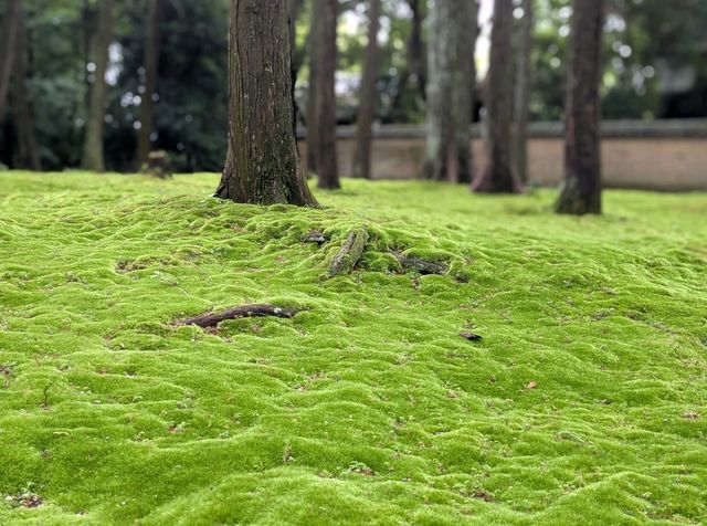 奈良 | 唐招提寺，走訪千年古剎