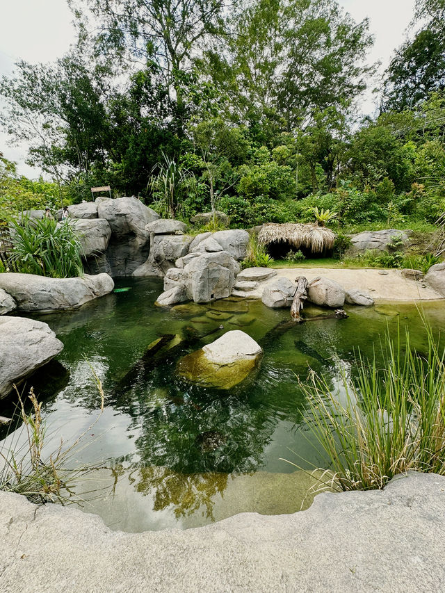 Singapore’s New Jungle Adventure: Caves, Climbs & Wild Thrills Await! 🧗🌿🇸🇬