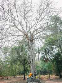 อุทยานเมืองเก่าพิจิตร  (จังหวัด พิจิตร)