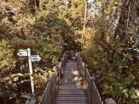 Cloud Chaser’s Quest: A Solo Adventure from Genting Highlands to Cameron Highlands
