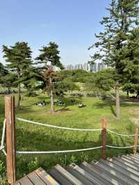 韓妞都愛來這拍「孤獨的樹」🌳 首爾奧林匹克公園全攻略✨