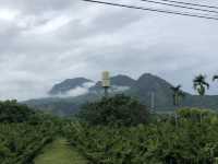 台東鹿野高台⛰️