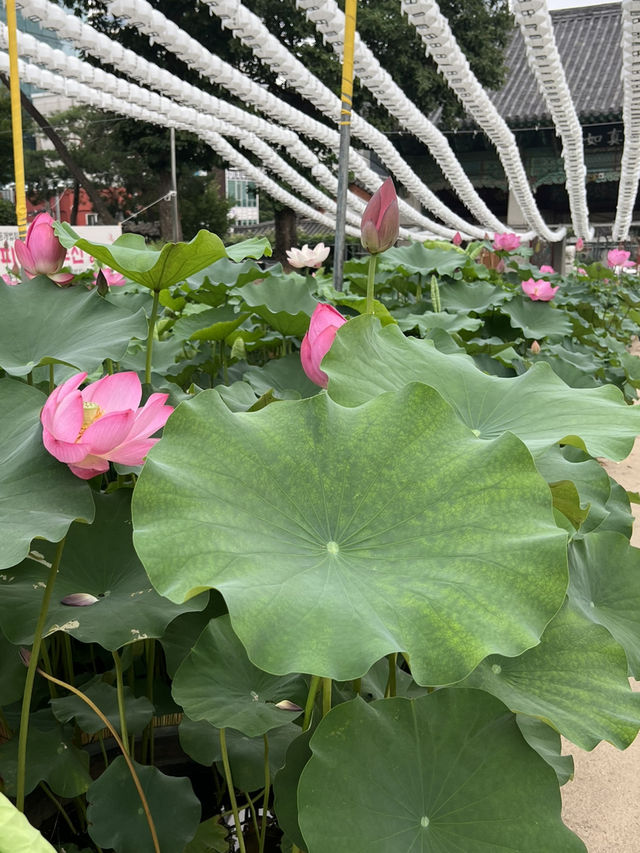 연꽃 그리고 봉은사