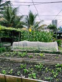 Urban Eden Escape – Kebun-Kebun Bangsar’s Hidden Charm