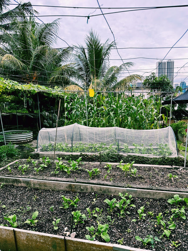 Urban Eden Escape – Kebun-Kebun Bangsar’s Hidden Charm