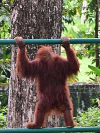 KL Wild Side: Leap Into Zoo Negara’s Jungle Adventure 