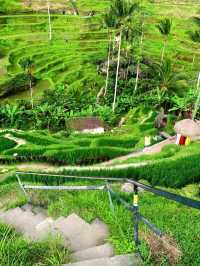 Greens That Breathe: A Morning at Tegallalang