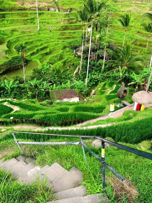Greens That Breathe: A Morning at Tegallalang