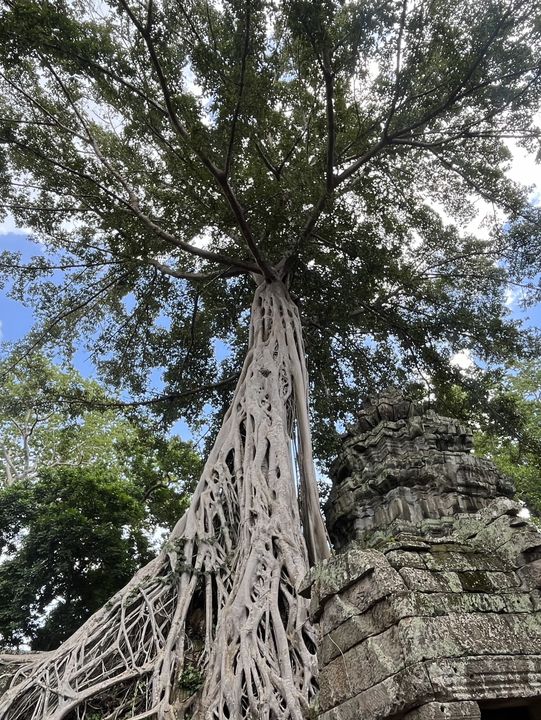 🧝‍♀️ Tomb Raider Vibes at Ta Prohm, Angkor Wat