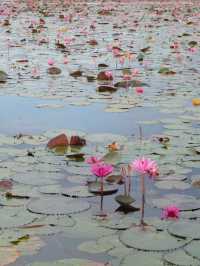 ล่องเรือทะเลน้อย พัทลุง