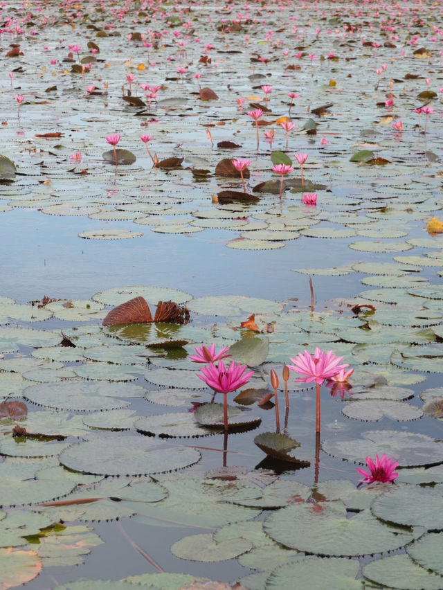 ล่องเรือทะเลน้อย พัทลุง