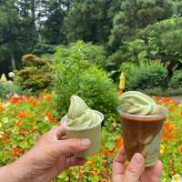싱그러운 보성 녹차밭