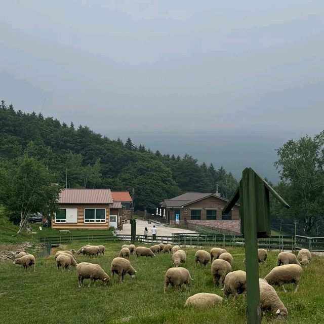 대관령 양떼목장