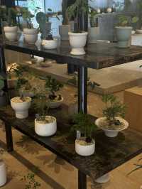 Exploring Soilboy: A Plant Lover's Paradise in Singapore 🇸🇬 