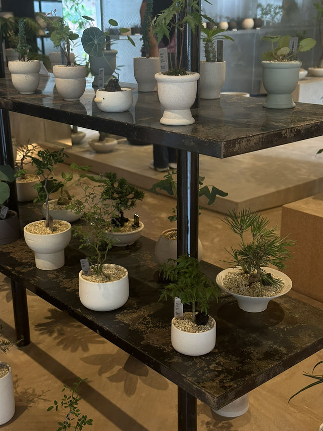 Exploring Soilboy: A Plant Lover's Paradise in Singapore 🇸🇬 