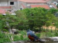 ⛩️ 沖繩漫遊｜首里城、藍色小鳥、庭園午餐和波上宮海景*🐦🌿🌊