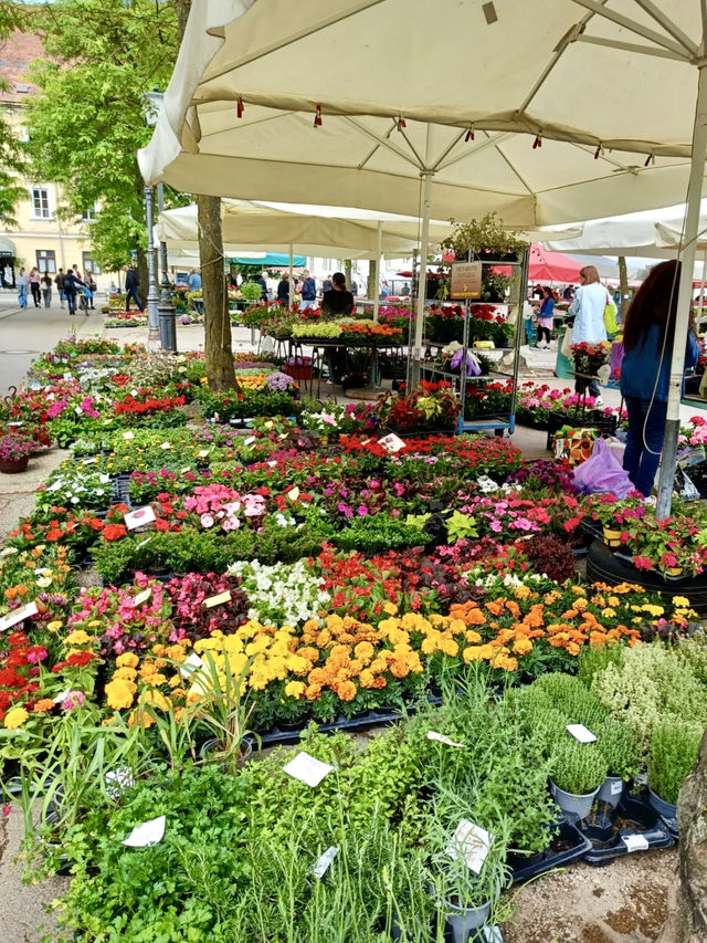 Ljubljana, Slovenia – A Green Gem of Central Europe 🇸🇮🌿