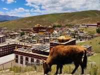 Getting Lost in Litang Wild Vibes