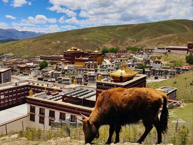 Getting Lost in Litang Wild Vibes