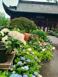 Yongfu Temple's Hydrangeas in Full Bloom