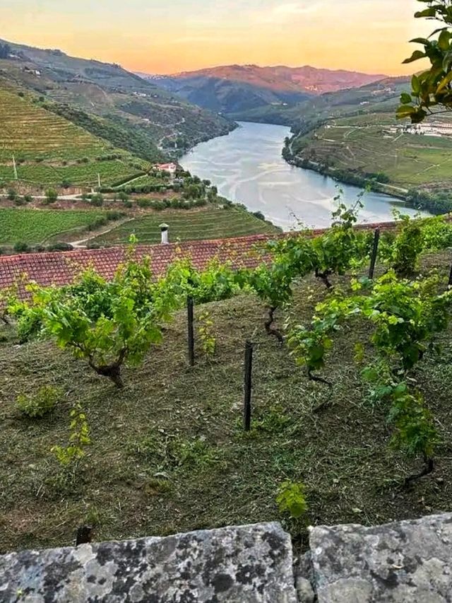 Quinta do Crasto, Douro Valley: Heritage, Hills, and Heavenly Wines 