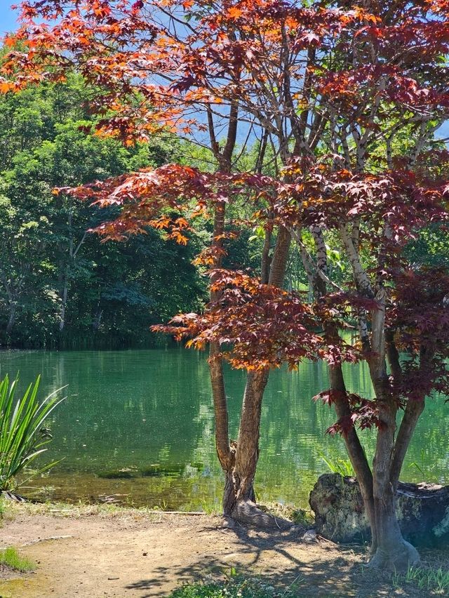 羊蹄山の麓に湧く、いつも変わらぬ清らかな名水🌿💧