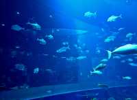 Experience the Ocean under the Big Blue Dome!