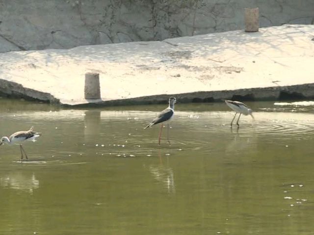 “Golden Currents: Tongguan Yellow River Wetland Sanctuary”