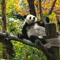 “Bamboo Sanctuary: Where Pandas Play in Nature’s Embrace”