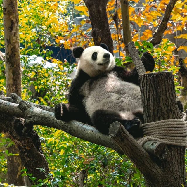 “Bamboo Sanctuary: Where Pandas Play in Nature’s Embrace”