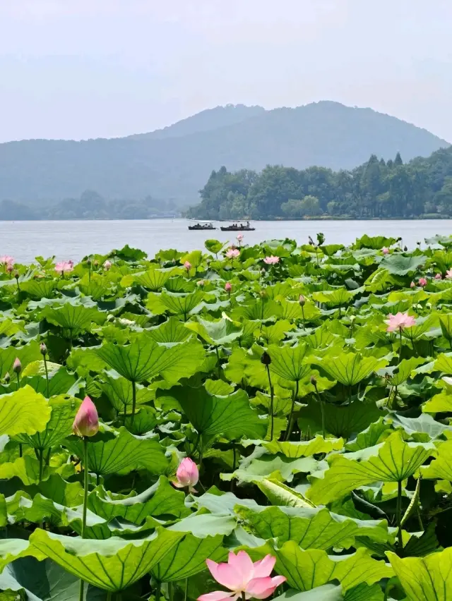 夏日碧玉