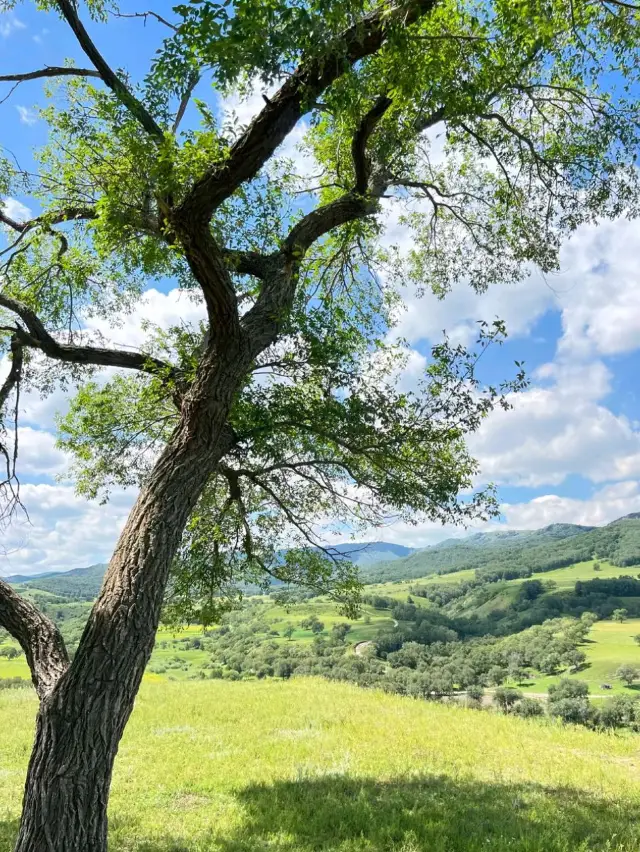 Hohhot Horizons: Tradition, Culture, and Endless Skies