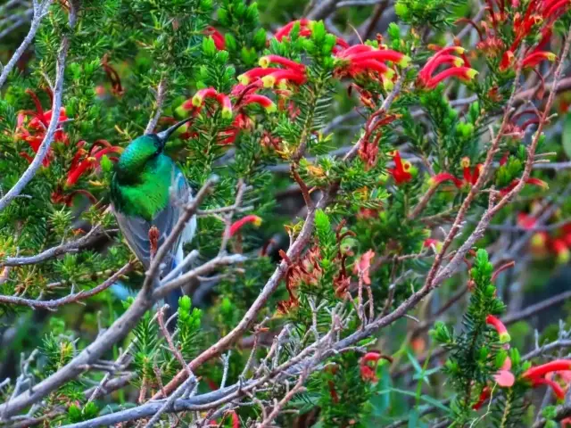 Kirstenbosch National Botanical Garden – Nature’s Masterpiece in Cape Town 🇿🇦