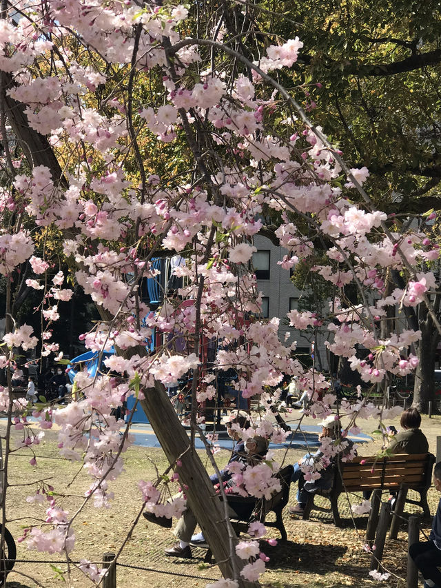 🌷 春の横浜公園 チューリップイベント 2026年予報