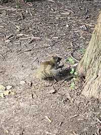 上海4A級國家森林公園-共青森林公園🌳🌿🐿️