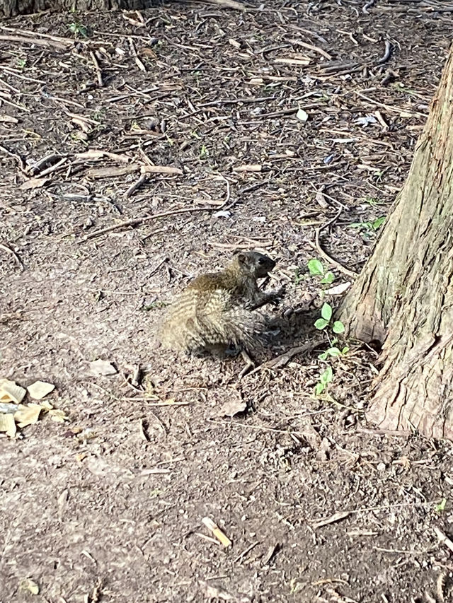 上海4A級國家森林公園-共青森林公園🌳🌿🐿️