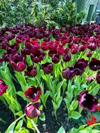 เที่ยวสวนดอกทิวลิประยอง 🌷