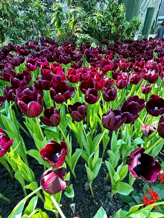 เที่ยวสวนดอกทิวลิประยอง 🌷
