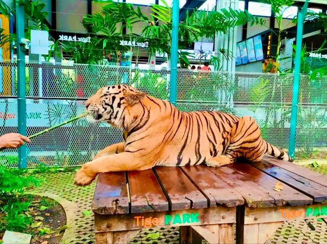 與猛獸近距離接觸的芭提雅老虎園 Tiger Park Pattaya