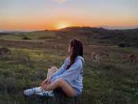 ดูจิงโจ้ใกล้ชิดที่ Look At Me Now Headland Walk