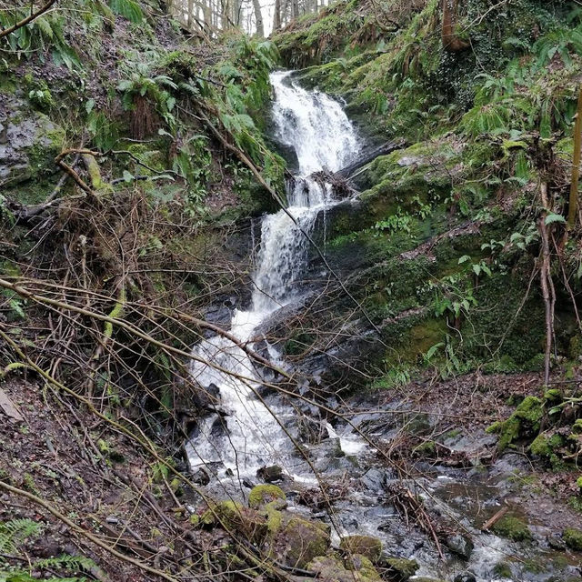 Lisnabreeny & Cregagh Glen – National Trust’s Woodland Escape with ...