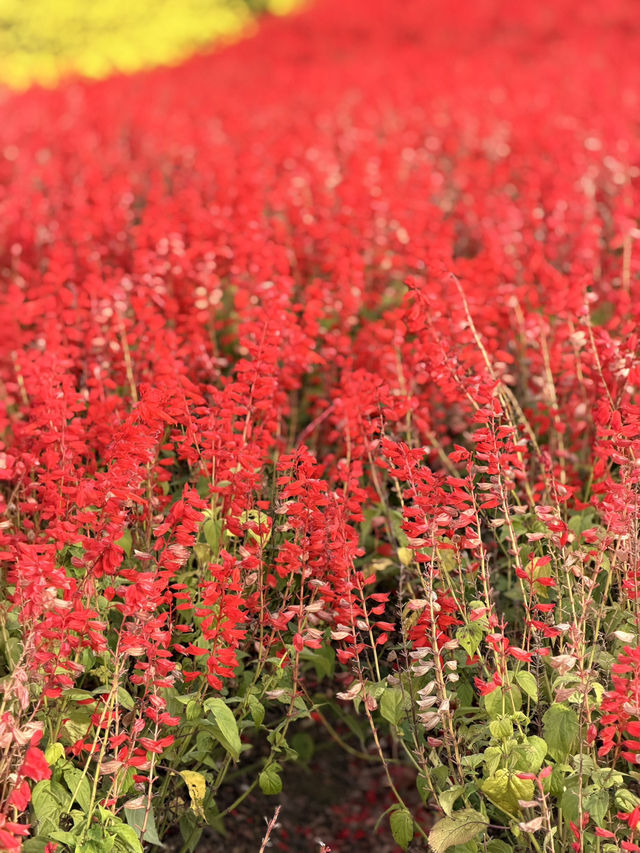 【北海道】美瑛で四季折々の花畑を満喫🌼🌿