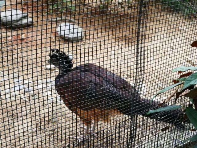 秋季最佳賞鳥推薦｜香港動植物公園