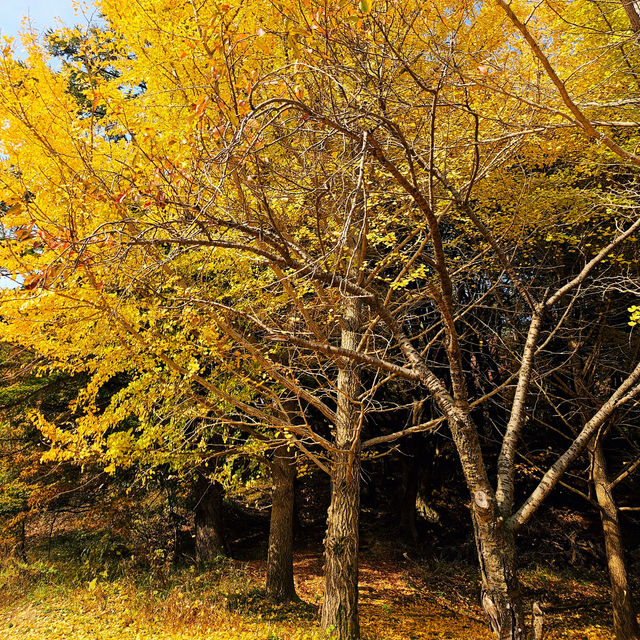 청주의 가을을 담은 산책길, 성내방죽 산책로